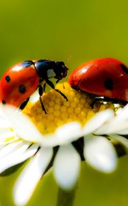 Preview wallpaper ladybugs, daisy, petals