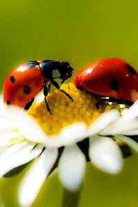 Preview wallpaper ladybugs, daisy, petals