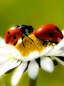 Preview wallpaper ladybugs, daisy, petals