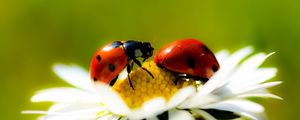 Preview wallpaper ladybugs, daisy, petals
