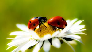 Preview wallpaper ladybugs, daisy, petals