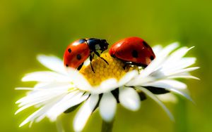 Preview wallpaper ladybugs, daisy, petals