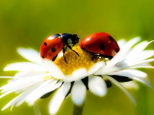 Preview wallpaper ladybugs, daisy, petals