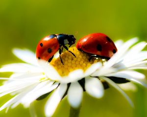 Preview wallpaper ladybugs, daisy, petals