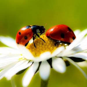 Preview wallpaper ladybugs, daisy, petals