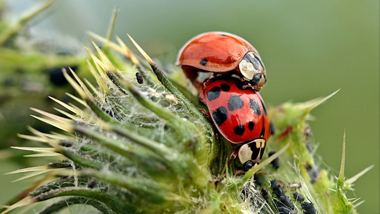 Wallpaper ladybugs, insects, plant
