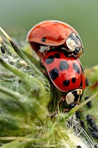Preview wallpaper ladybugs, insects, plant