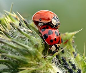 Preview wallpaper ladybugs, insects, plant