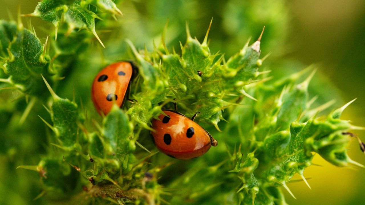 Wallpaper ladybugs, insects, plants