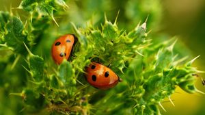 Preview wallpaper ladybugs, insects, plants