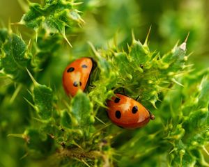 Preview wallpaper ladybugs, insects, plants