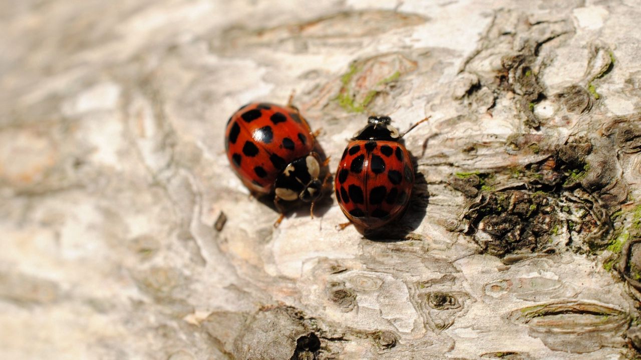 Wallpaper ladybugs, sitting, couple, insects