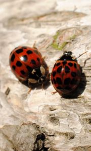 Preview wallpaper ladybugs, sitting, couple, insects