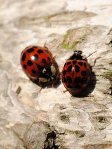 Preview wallpaper ladybugs, sitting, couple, insects