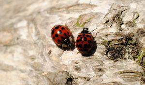 Preview wallpaper ladybugs, sitting, couple, insects