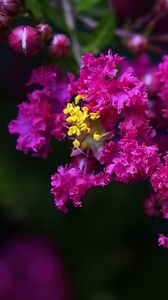 Preview wallpaper lagerstroemia, flowers, purple, blur