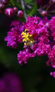 Preview wallpaper lagerstroemia, flowers, purple, blur