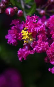 Preview wallpaper lagerstroemia, flowers, purple, blur