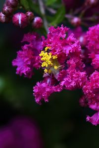 Preview wallpaper lagerstroemia, flowers, purple, blur