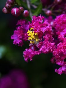 Preview wallpaper lagerstroemia, flowers, purple, blur