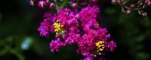 Preview wallpaper lagerstroemia, flowers, purple, blur