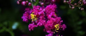 Preview wallpaper lagerstroemia, flowers, purple, blur