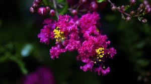 Preview wallpaper lagerstroemia, flowers, purple, blur