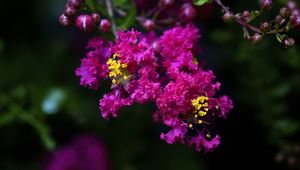 Preview wallpaper lagerstroemia, flowers, purple, blur