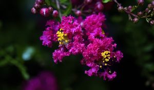 Preview wallpaper lagerstroemia, flowers, purple, blur