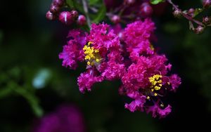 Preview wallpaper lagerstroemia, flowers, purple, blur