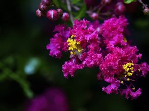 Preview wallpaper lagerstroemia, flowers, purple, blur