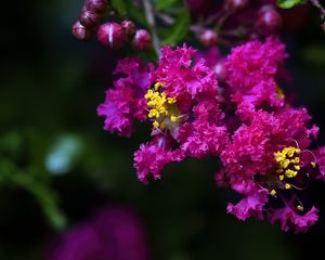 Preview wallpaper lagerstroemia, flowers, purple, blur