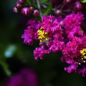 Preview wallpaper lagerstroemia, flowers, purple, blur