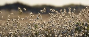 Preview wallpaper lagurus, buds, plant, blur