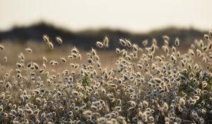 Preview wallpaper lagurus, buds, plant, blur
