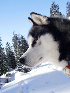 Preview wallpaper laika, collar, snow, spotted, dog