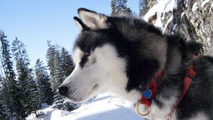 Preview wallpaper laika, collar, snow, spotted, dog