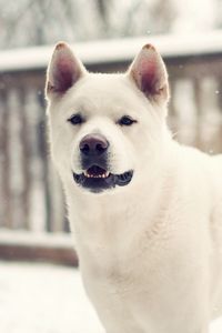 Preview wallpaper laika, dog, winter