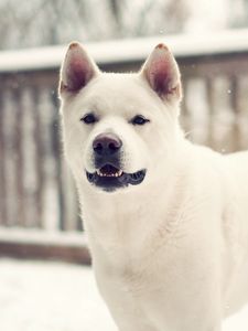 Preview wallpaper laika, dog, winter