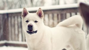 Preview wallpaper laika, dog, winter