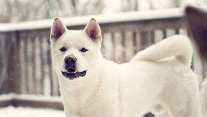 Preview wallpaper laika, dog, winter