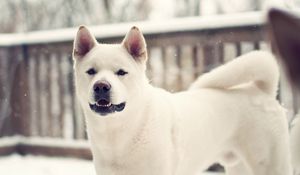 Preview wallpaper laika, dog, winter