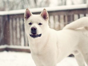 Preview wallpaper laika, dog, winter