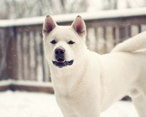 Preview wallpaper laika, dog, winter