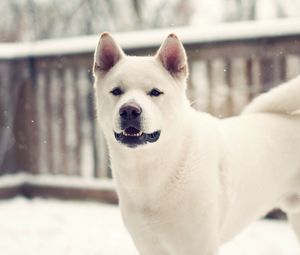 Preview wallpaper laika, dog, winter