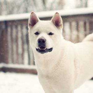 Preview wallpaper laika, dog, winter