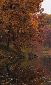Preview wallpaper lake, autumn, forest, shore, nature