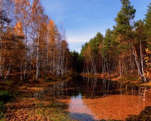 Preview wallpaper lake, autumn, trees, leaf fall, water, surface, sky, clearly, october, pool