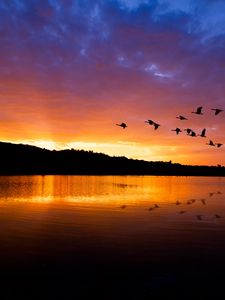 Preview wallpaper lake, birds, flight, hills, evening