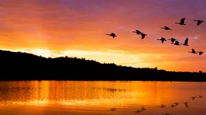 Preview wallpaper lake, birds, flight, hills, evening